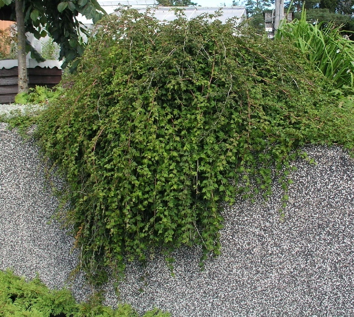 115